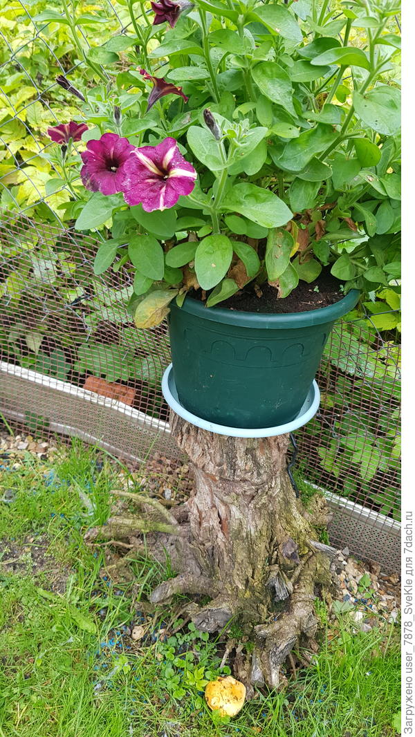 Просто оттащила его к забору, к хвойникам. Поставила на него горшок с петуниями. А 2 недели назад обнаружила под ним маслёнок)