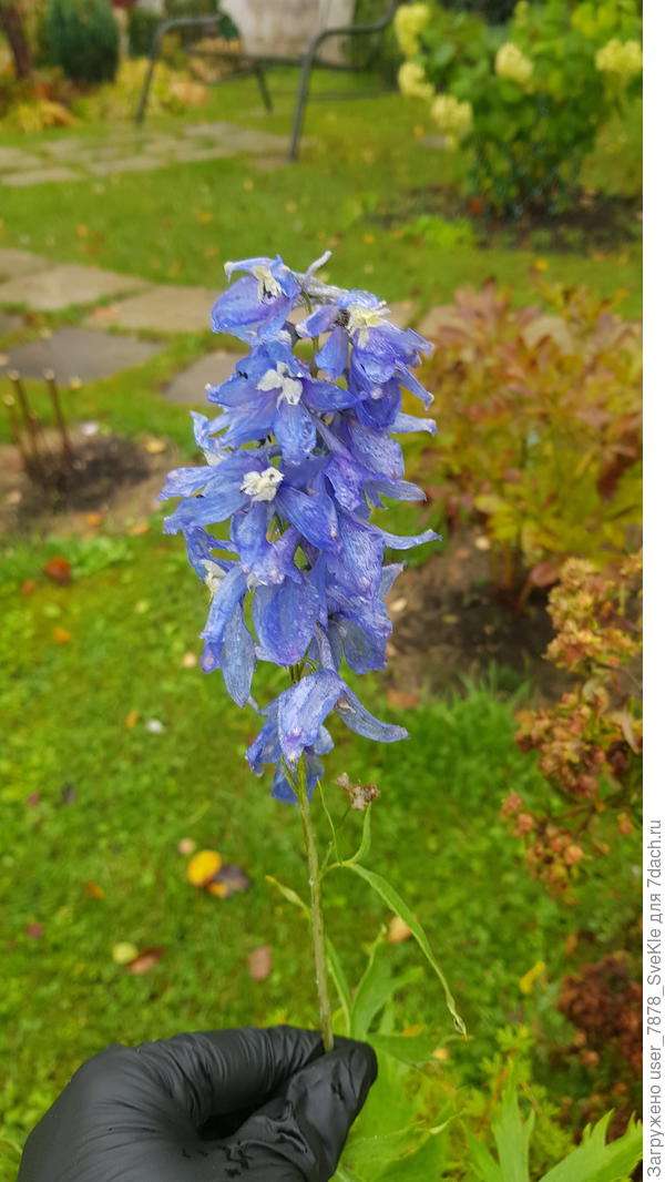Дельфиниум "ремонтантный:🤦‍♀️