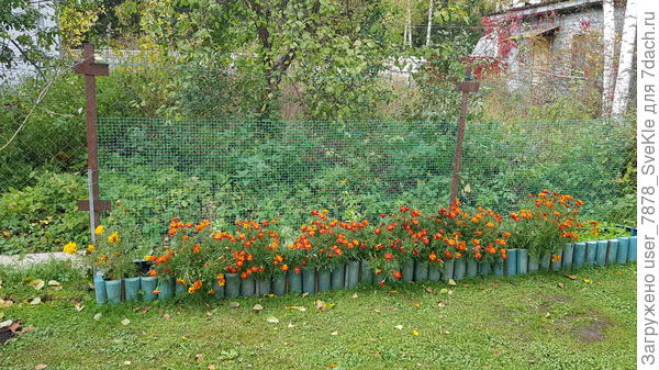 Фасоль притреснуло заморозком, ну что же - пора было ее убирать
