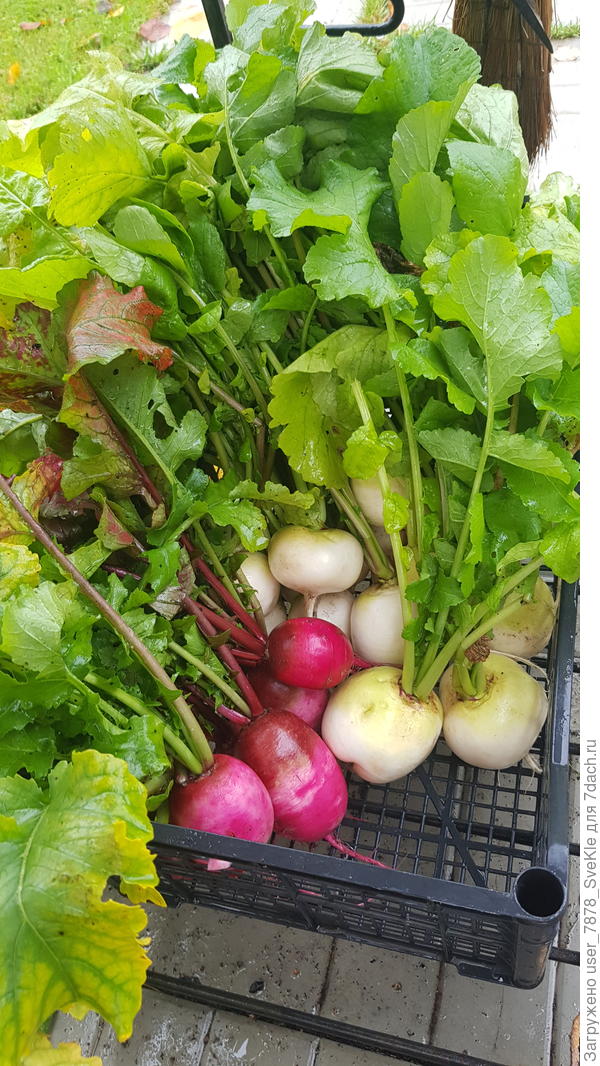 Дайкон Алмаз и Розовый фламинго