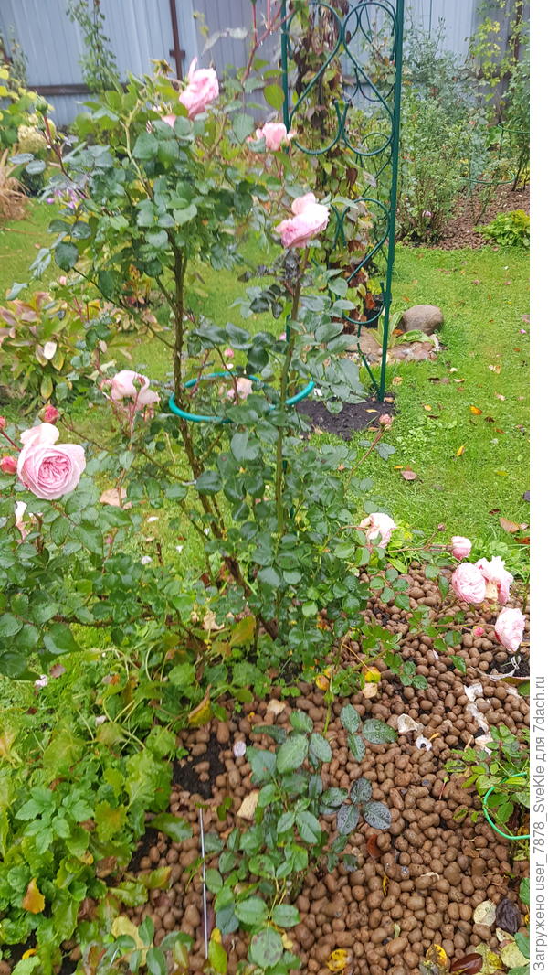 Мария Терезия, да и вообще розочки всё цветут