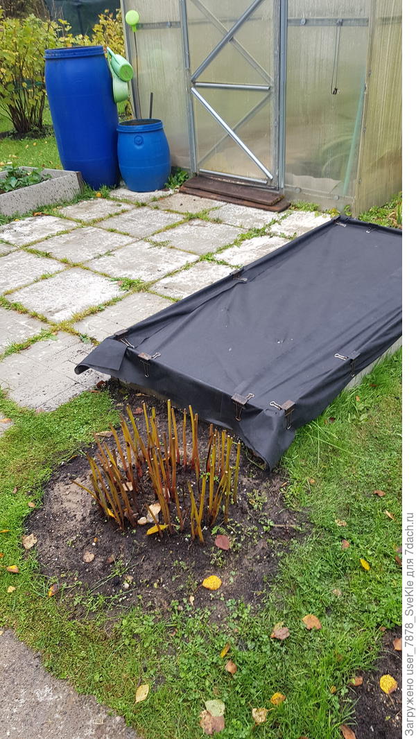 Вот так сейчас наша грядочка под чеснок выглядит