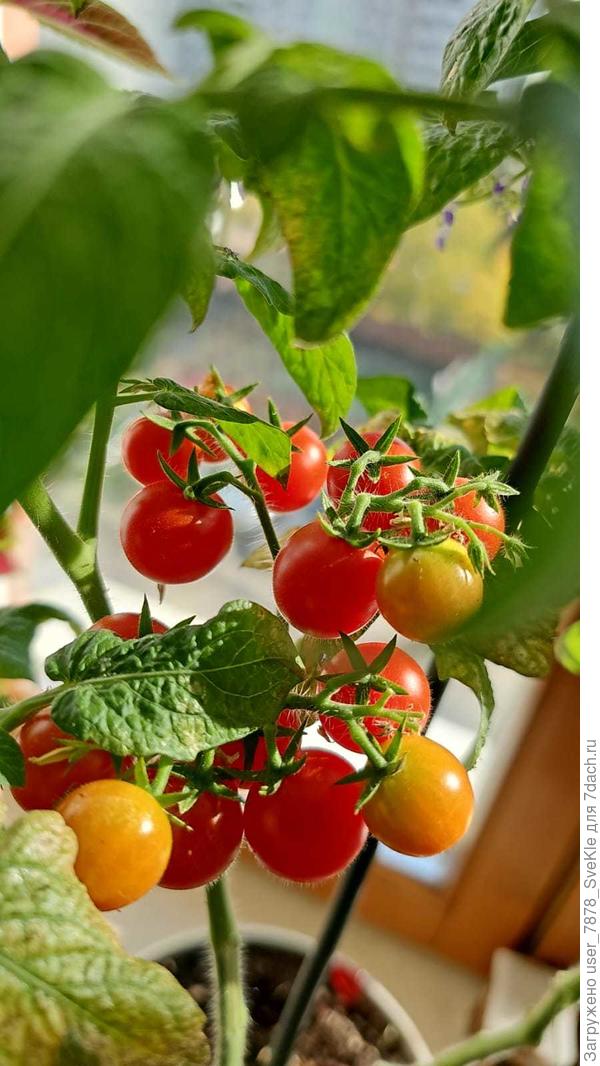 Вот у меня подружка на окне в горшке Каменный цветок выращивает