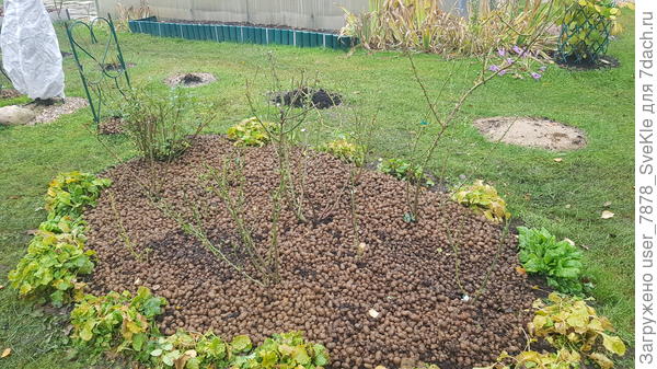 Вот так наши розочки выглядят после удаления листьев