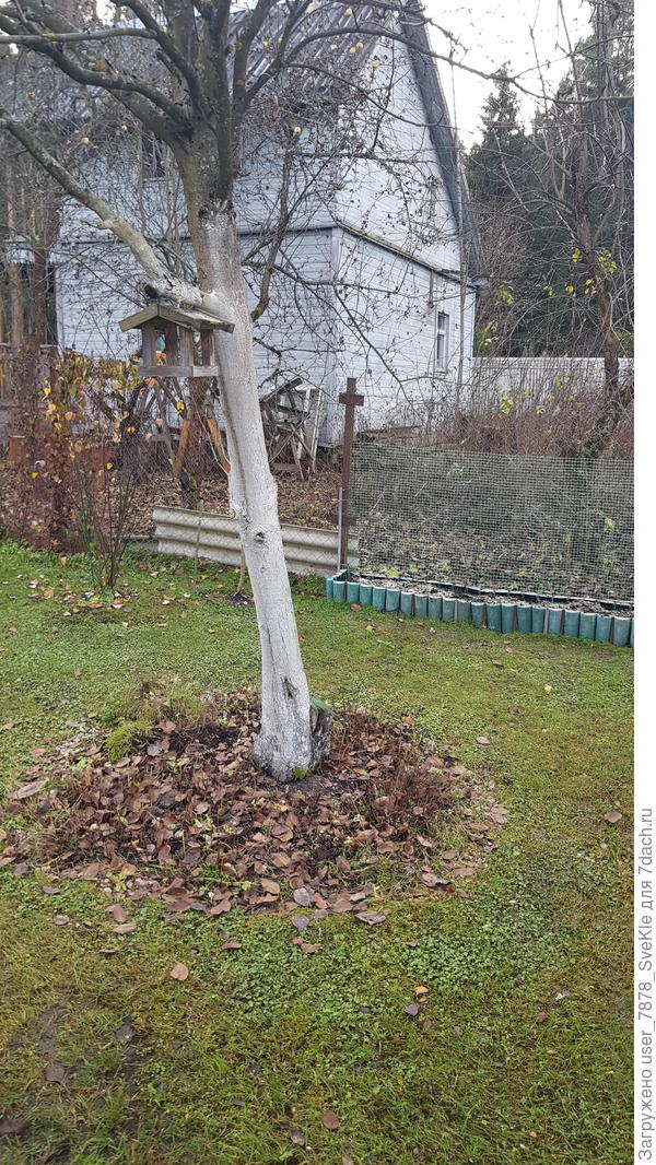 Хотя прошлогодняя осенняя побелка еще заметна.