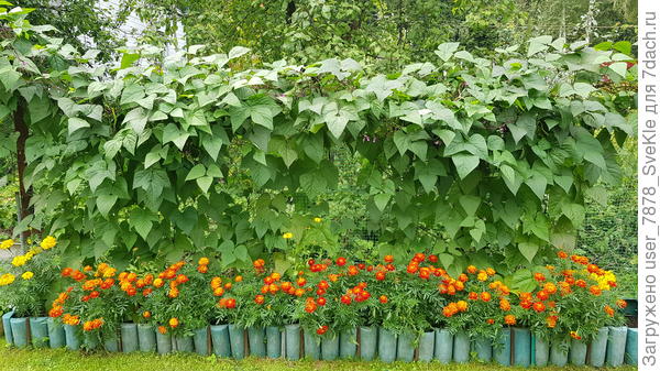 Вот как раз у этой грядки их было много. Видимо, тянуло на бархатцы. Грядка высокая. Я у подножия грядки выставляла тарелки с "угощением". Трупы врагов валялись, не отходя от кассы