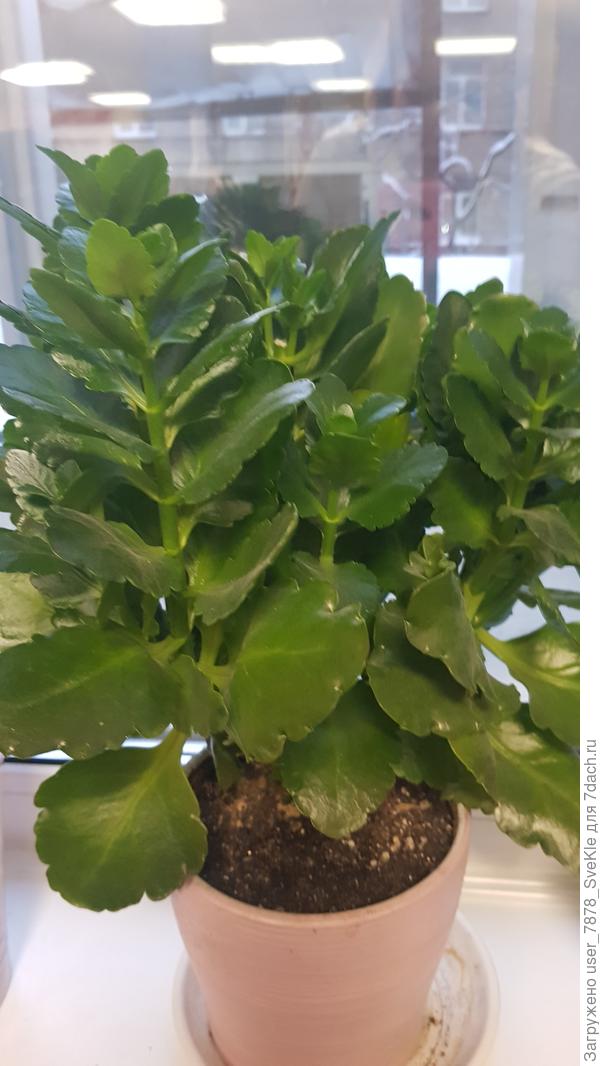 Стал таким. Переехал с кухни из дома в офис.