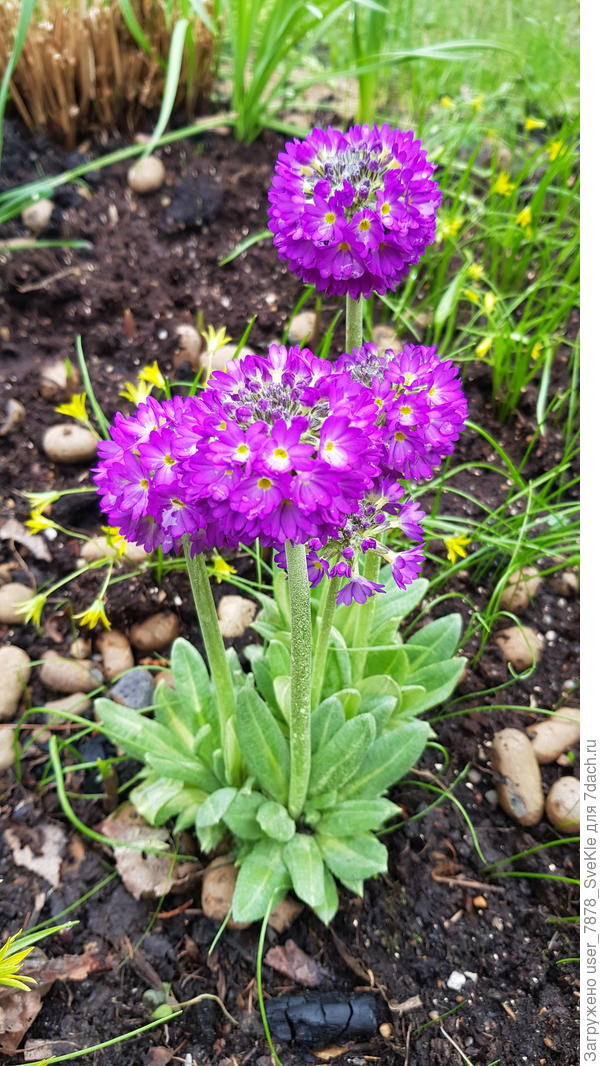 Вот эта мелкозубчатая, как я понимаю