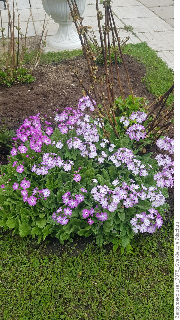 Это вроде бы похожа на Зибольду