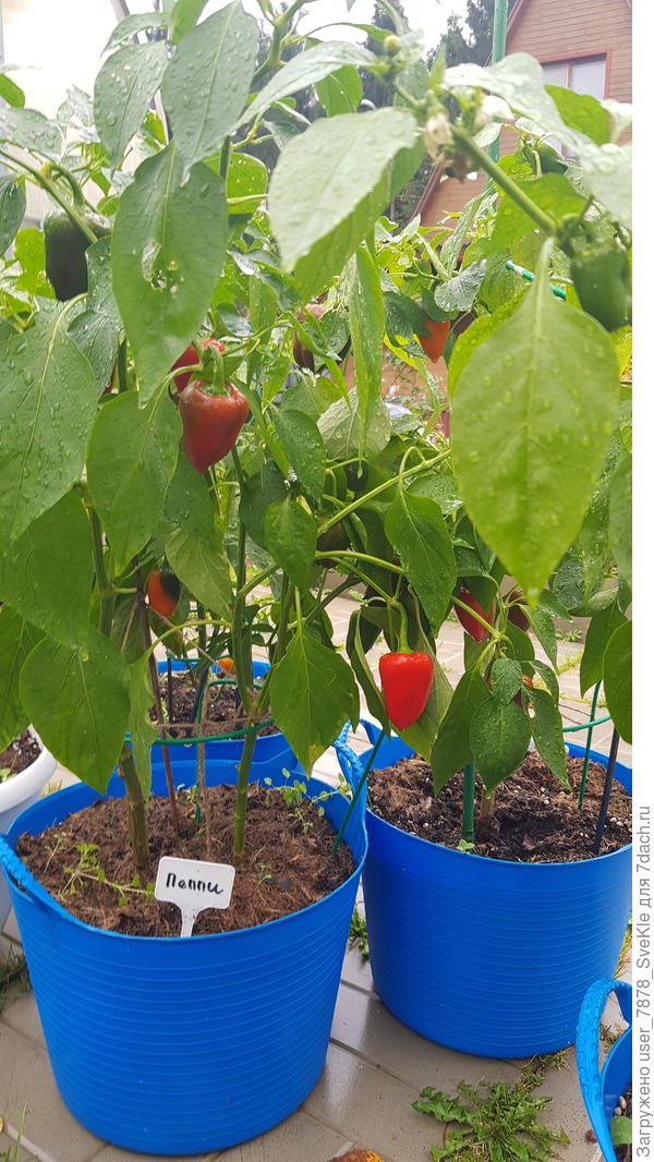 На табличку с названием не обращайте внимание, не от него))) Перцы были: Тёма, Фьюджи, Кеша, Никки.