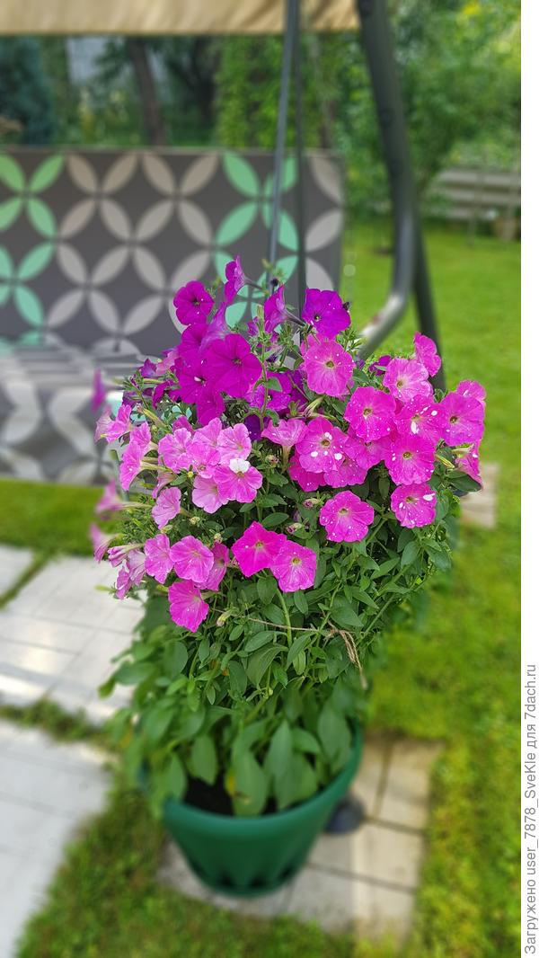 А в этом горшке и тот и тот