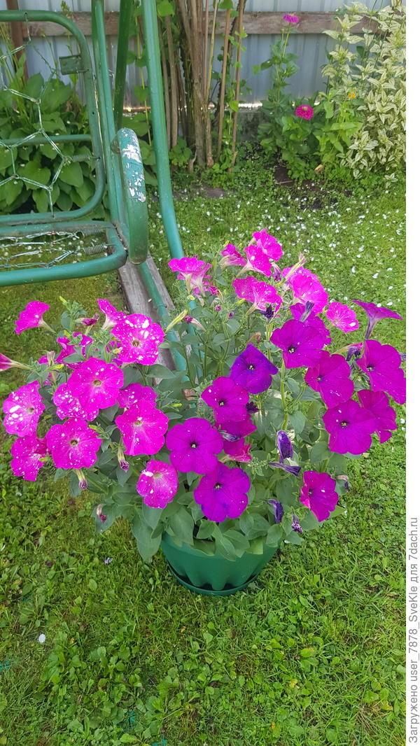 Фиолетовый