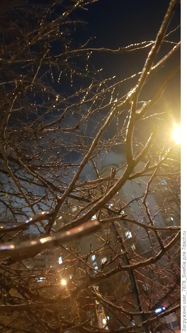 Ветки все во льду