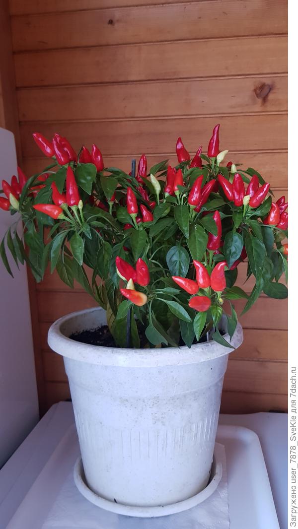 Разве не красавец?))