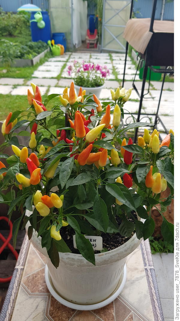 О.перец Кармен