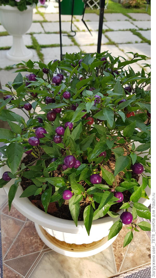 Мексиканец