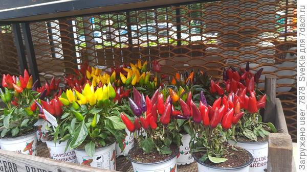 Перцы в горшках по космическим ценам