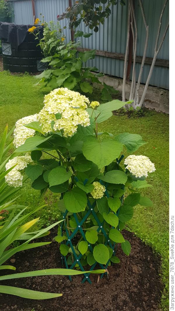 Молоденькая горта