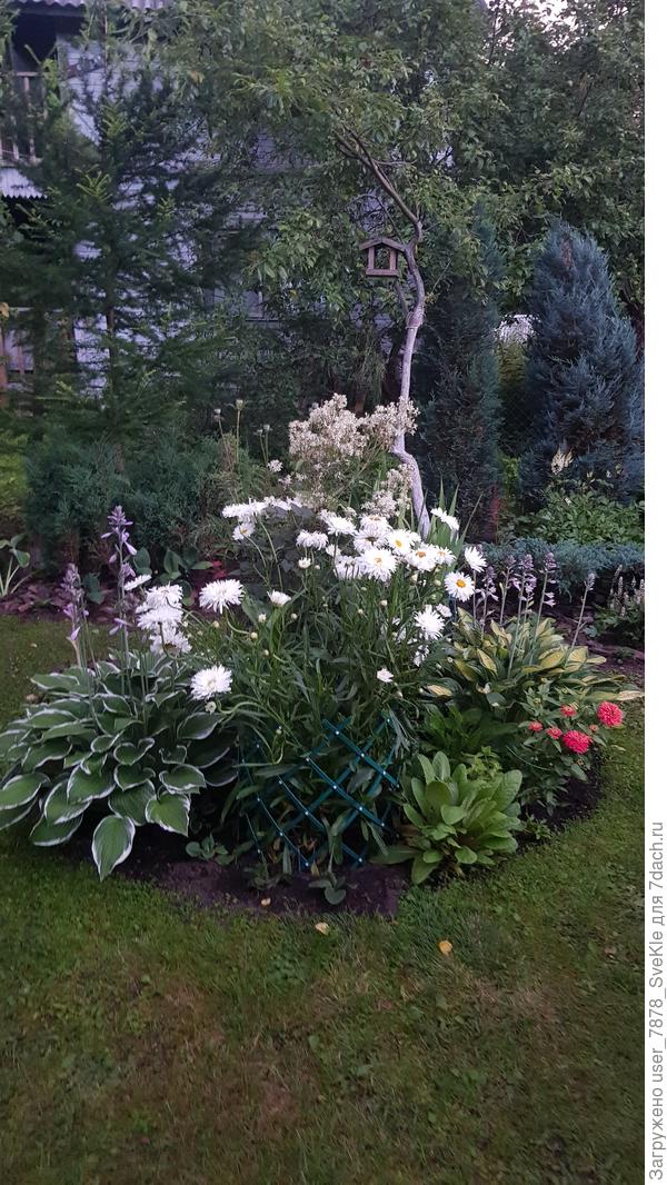 Вот нивяник в этой подставке