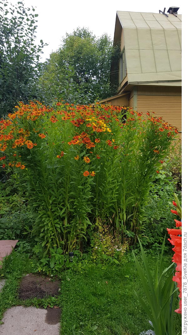 За этим кустом гелениума рабица