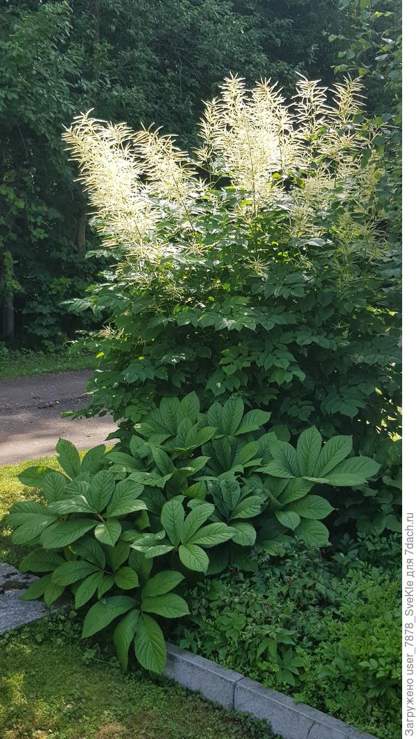 Вот эта волжанка у нас в коричневой подставке как раз на улице растет за забором. Прикрывает, как может, столб со стороны калитки. Но снять с нее и упереть эту подставку можно, если только куст сам полностью срезать😊.