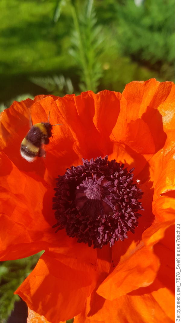 Шмелей на них всегда много