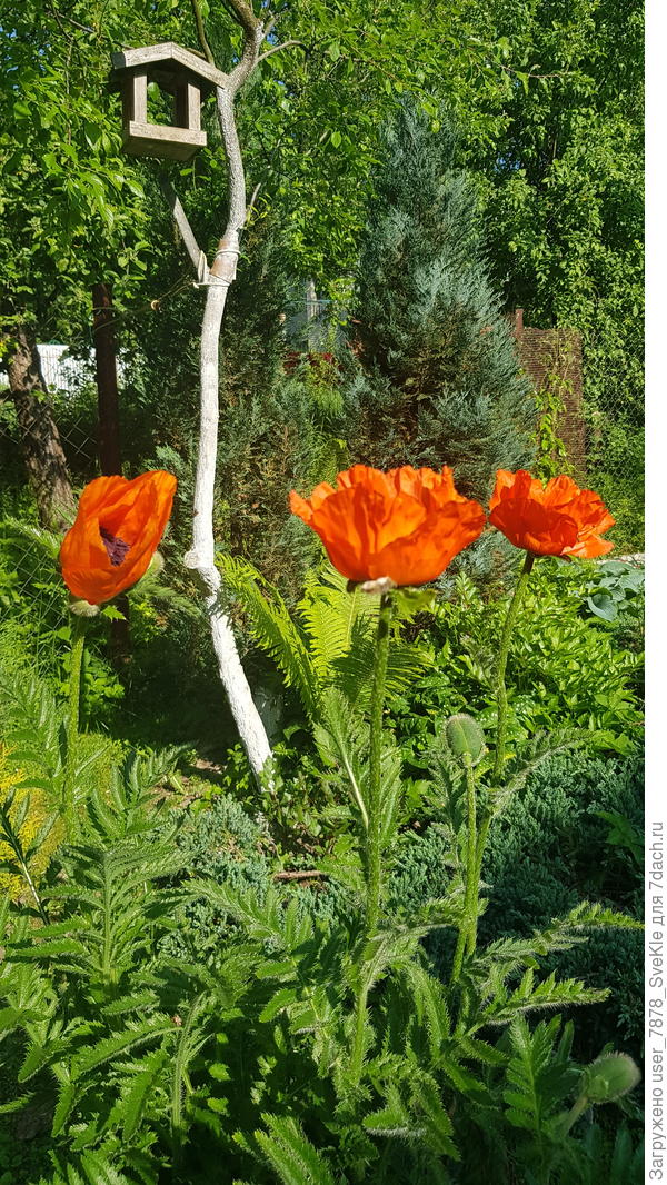 Наши маки не отпугивают....