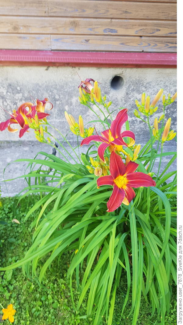 Разразстается медленней, да, но цветет!