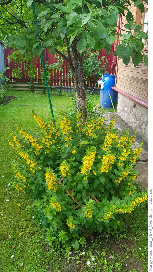 Вот еще кому за домом у нас комфортно - вербейнику! Регулярно его косилкой сдерживаю)