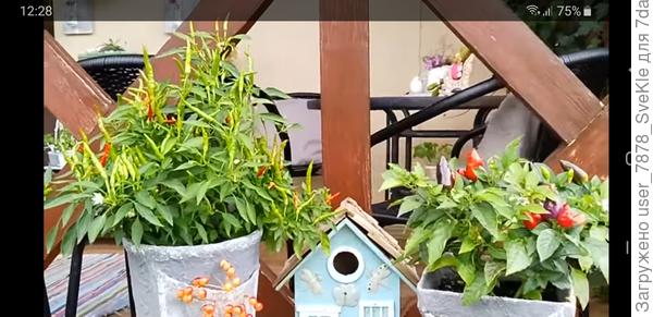 Это скрины с виде канала Жизнь в стиле прованс. Вот женщина перцами украшает террасу дома👍