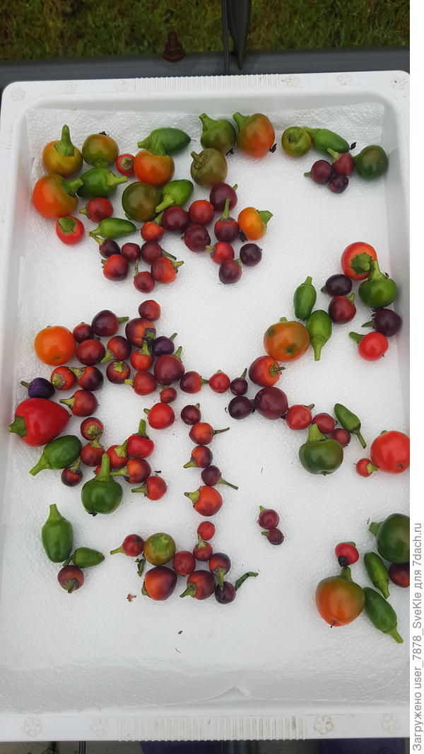 Мексиканец + ноунейм