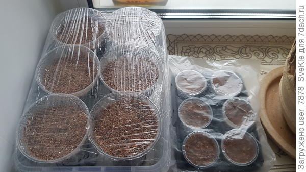 6 больших - красные люпины, 6 маленьких - санвиталия двух цветов)))