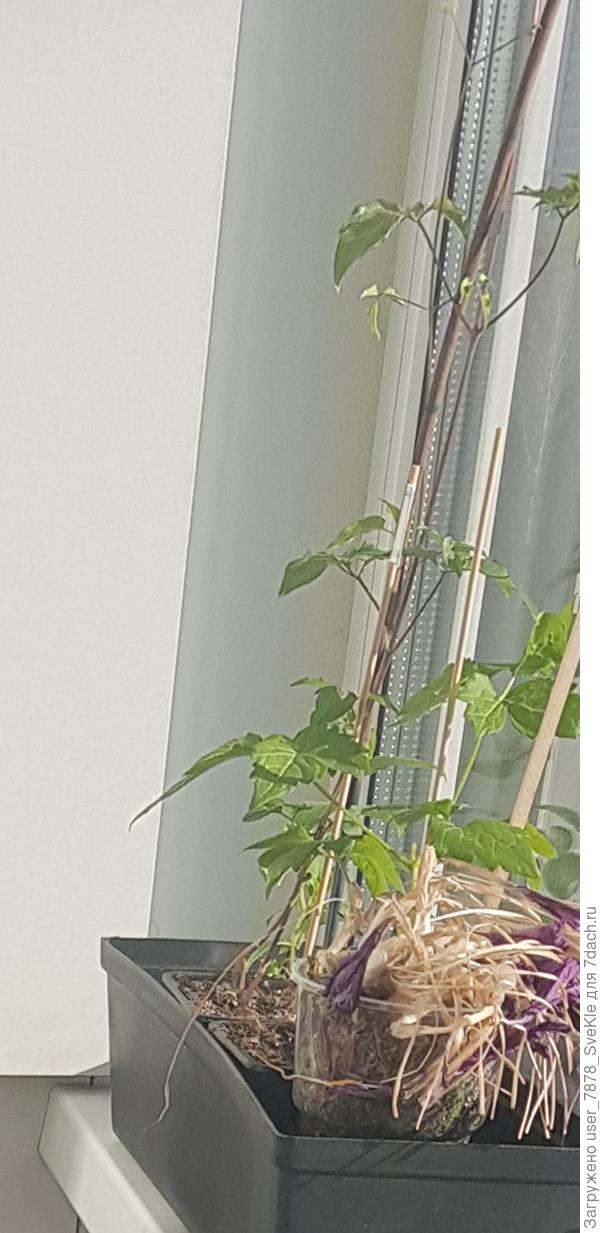 Вот моя Тайга, позже всех проснувшаяся)