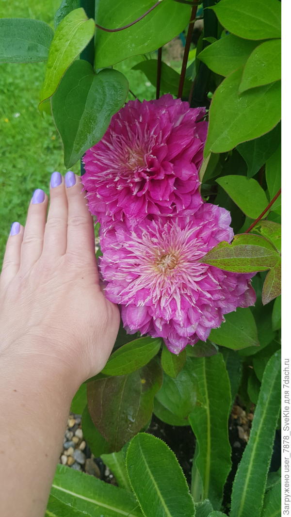 Кайзер тоже лет 5 назад брала в Подворье по предзаказу