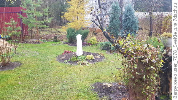 Вот на Тайгу вначале надели чехол