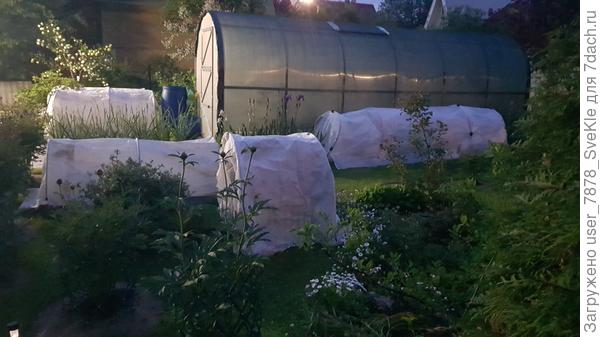 3 июня 2023. Укрывали всё, что можно было. А макрофилы всё равно замерзли, цветения не было(