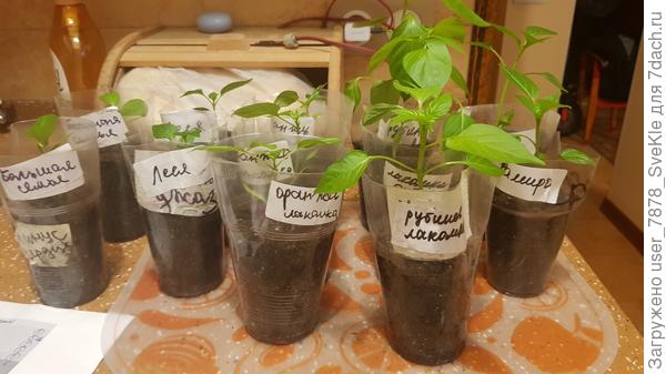 Доехали) Ну, и погодка... деревья падают...