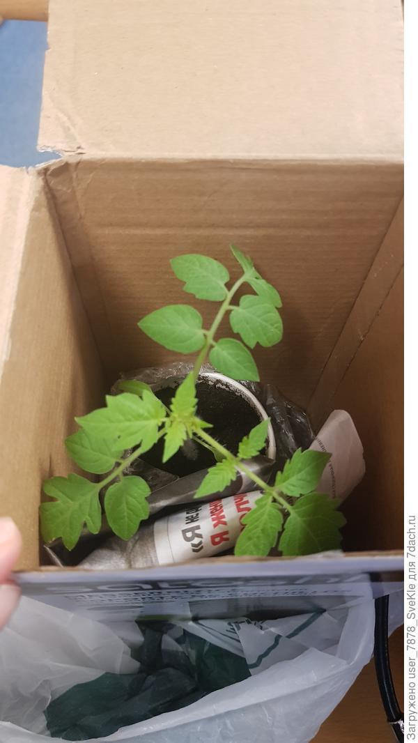 Каждый день теперь буду с работы с рассадой ходить😂