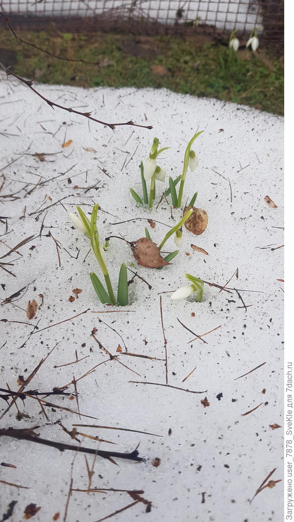 Подснежники просто задолбались ждать, когда же снег растает