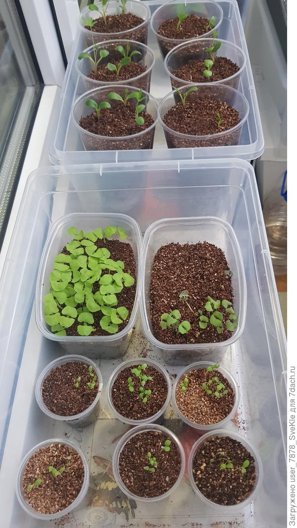 Все посеяны в один грунт (смесь) практически одновременно. Ничем никого не удобряла.