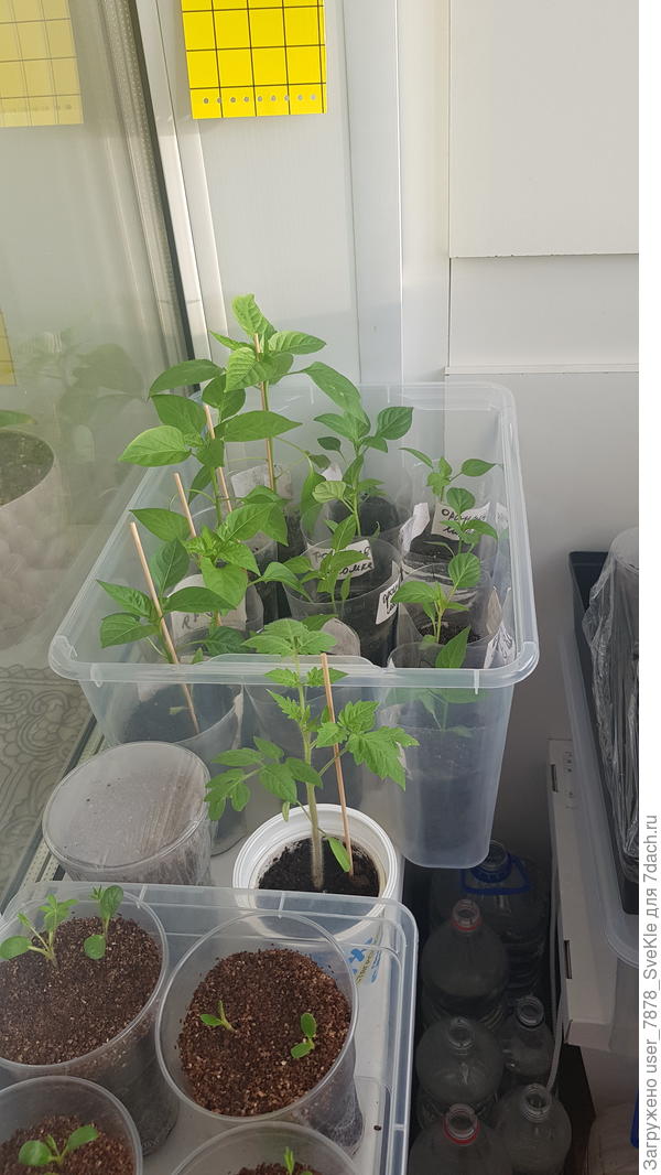 Теплолюбивые перцы топорщатся бодренько. Ттт🤞