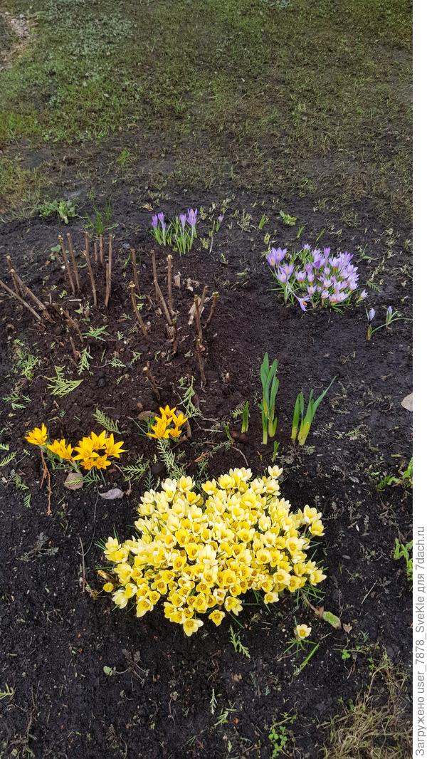 И куда же без крокусов))