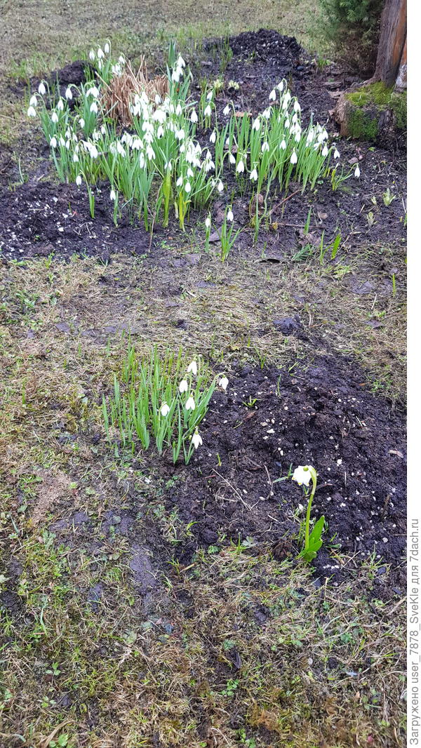 Подснежники