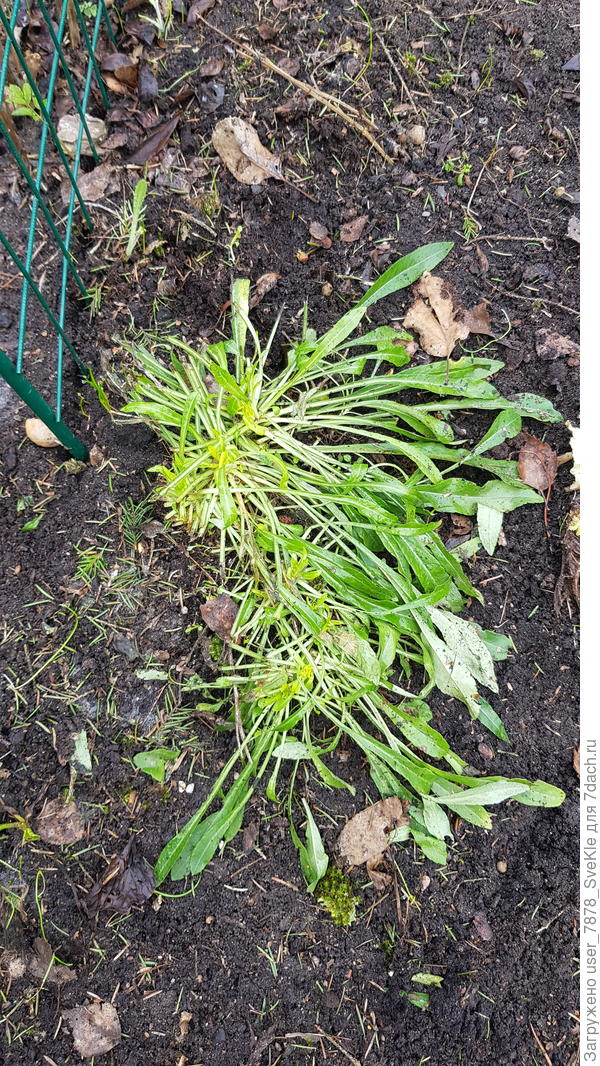 Неделю назад на колокольчиках было полметра снега. Не могли же они так отрасти быстро?!