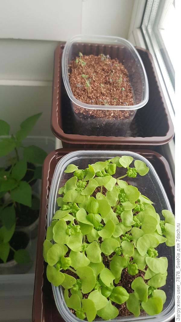 Зеленый с первой попытки пока держится🤞