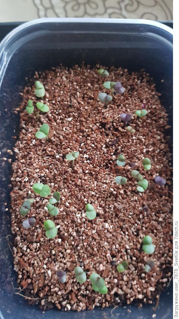 Фиолетовый базилик - 2-я попытка)