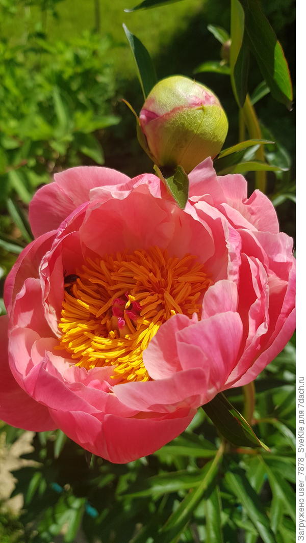 Корал Чарм не жалуется