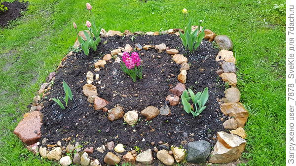 Гиацинты осенью нужно закупать. Луковицы старые. Вылезло всего три.