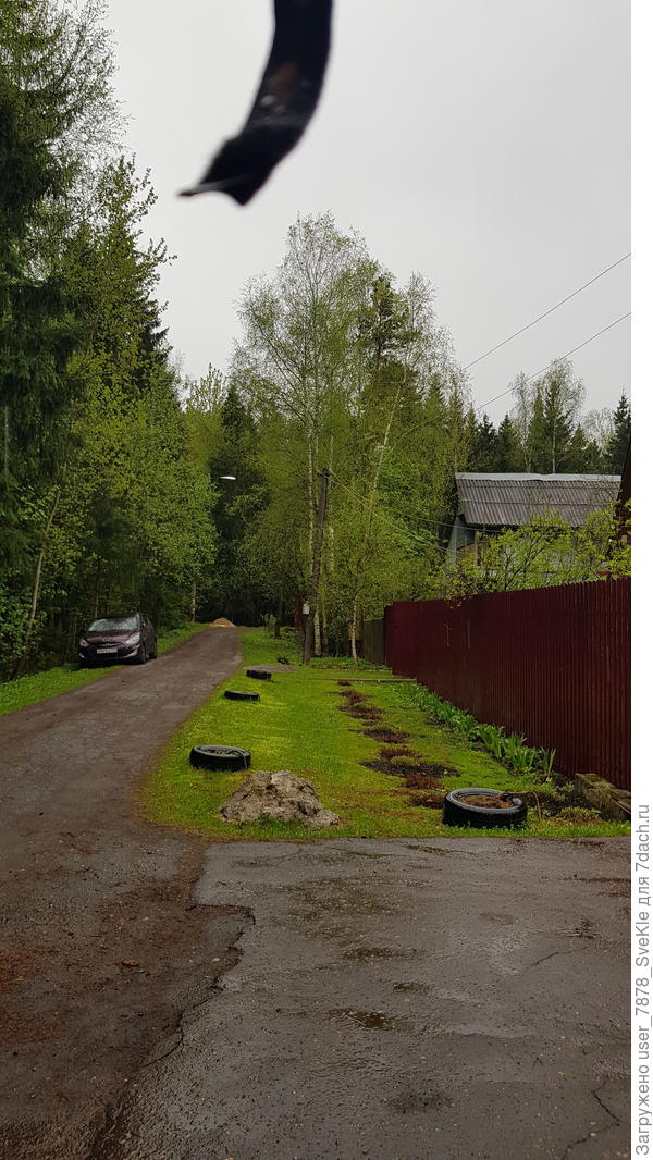 На березах и прочих лиственных листочки развернулись. Вечером от запаха соседской черемухи аж голова болела.