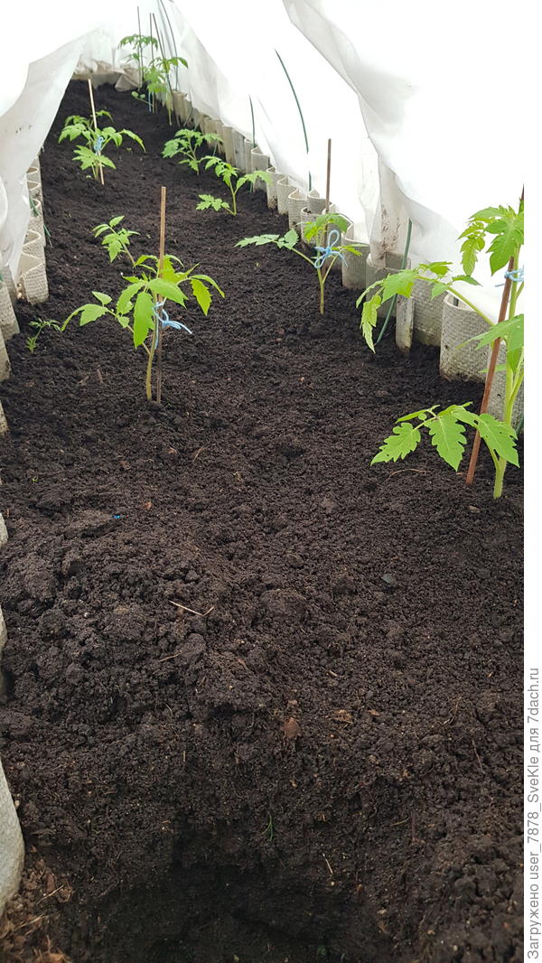 12 спартанцев